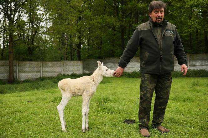 Niezwykle rzadki okaz odnaleziony w Puszczy Kampinoskiej. Białego łosia porzuciła swoja matka