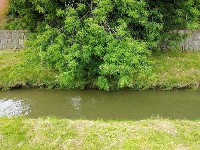Sytuacja hydrologiczna w Tarnowie. Czy grozi nam powódź?