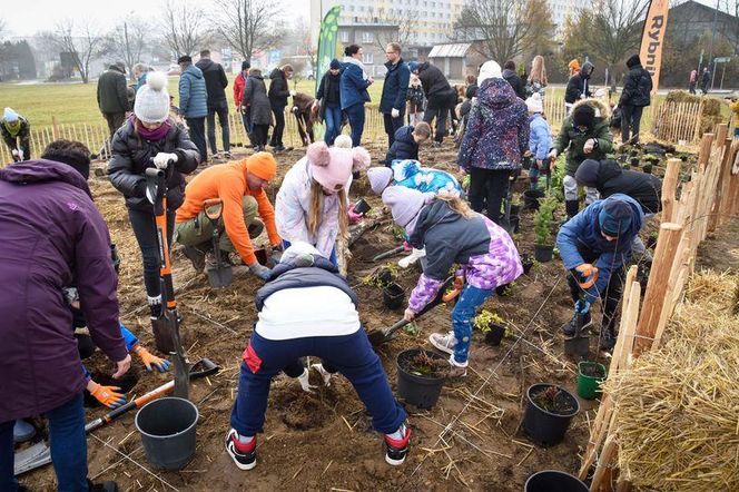 Zasadzili nowy las w Rybniku. I to w centrum zabudowy. Las Miyawaki wyrośnie nawet 3 razy szybciej