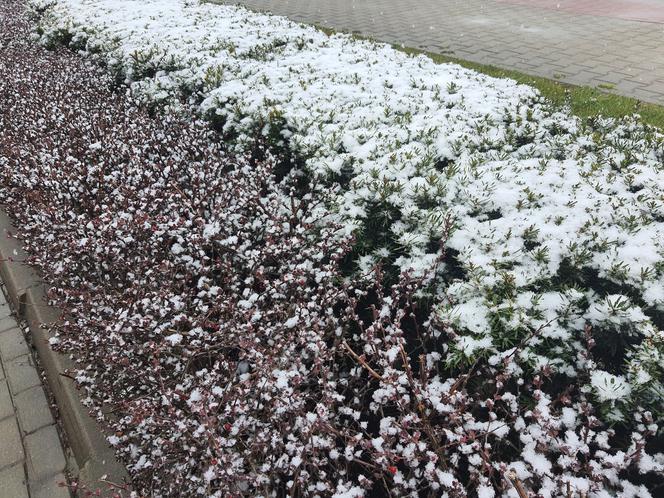 Śnieżyca nad Warszawą. Kiedy przestanie padać?