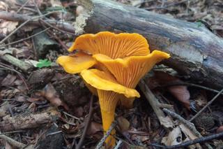 Elżbieta Zielińska na grzybach