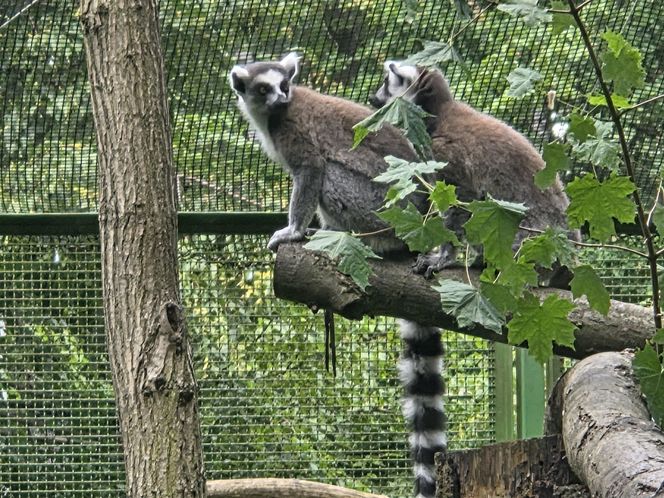 Zaglądamy do mieszkańców bydgoskiego ZOO. Kto mieszka w sercu Myślęcinka?