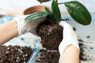 Zbierz pod domem i wymieszaj, a przygotujesz najlepszą ziemię doniczkową. Lepszej nie kupisz nawet w Castoramie. Ziemia do kwiatów doniczkowych