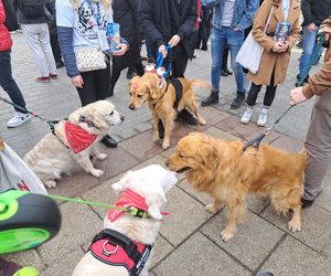 33. Finał WOŚP z grupą krakowskich Golden Retrieverów