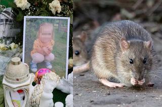 Maleńka Zuzia zginęła przez trutkę na szczury. Prokuratura podała nowe informacje