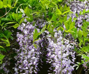 Glicynia kwiecista  - Wisteria floribunda