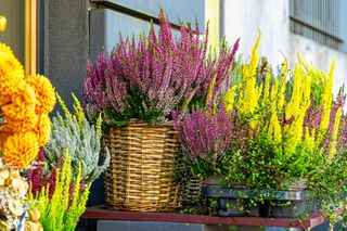 Jak przezimować wrzosy w doniczkach? Sprawdzone sposoby, by twoje rośliny przetrwały nawet srogą zimę!