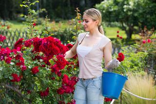 Najważniejsze błędy w uprawie róż - jeśli ich unikniesz, róże będą pięknie kwitły!
