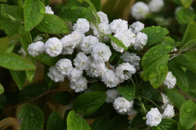 Tawuła śliwolistna - Spiraea prunifolia