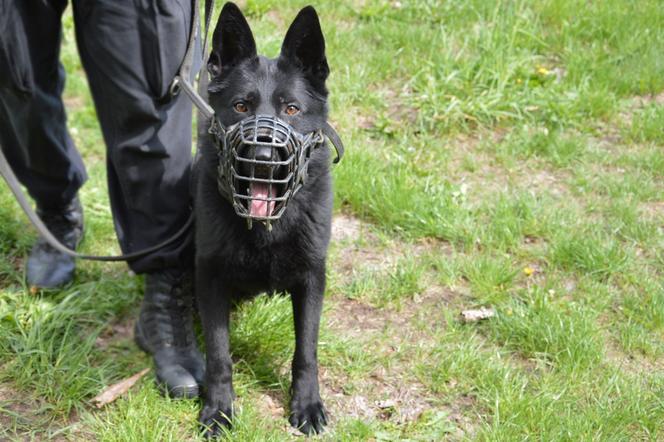 Pies tropiący Vader z ełckiej komendy policji