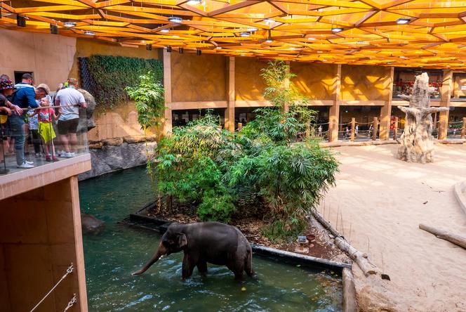 Orientarium ZOO Łódź. Kiedy są kąpiele słoni? Ile kosztują bilety w 2023?