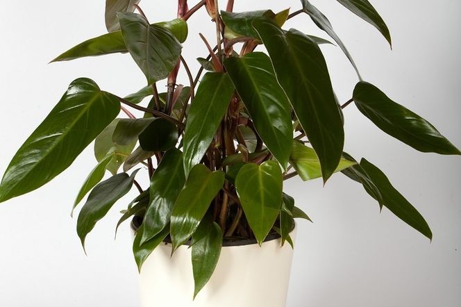 Filodendron