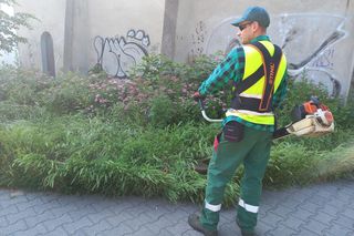 Trawniki w Lesznie wybujały. Koszą prawie codziennie [ZDJĘCIA]