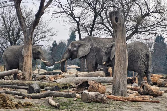 Niebezpieczna sytuacja w warszawskim ZOO i pilny apel do zwiedzających (3)