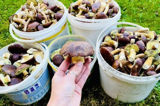   Masa grzybów w lasach Warmii i Mazur. Nasi Czytelnicy chwalą się zbiorami! Zobacz zdjęcia