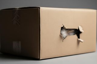 Zaginiona 13-latka znaleziona w pudełku! Trzy osoby zatrzymane