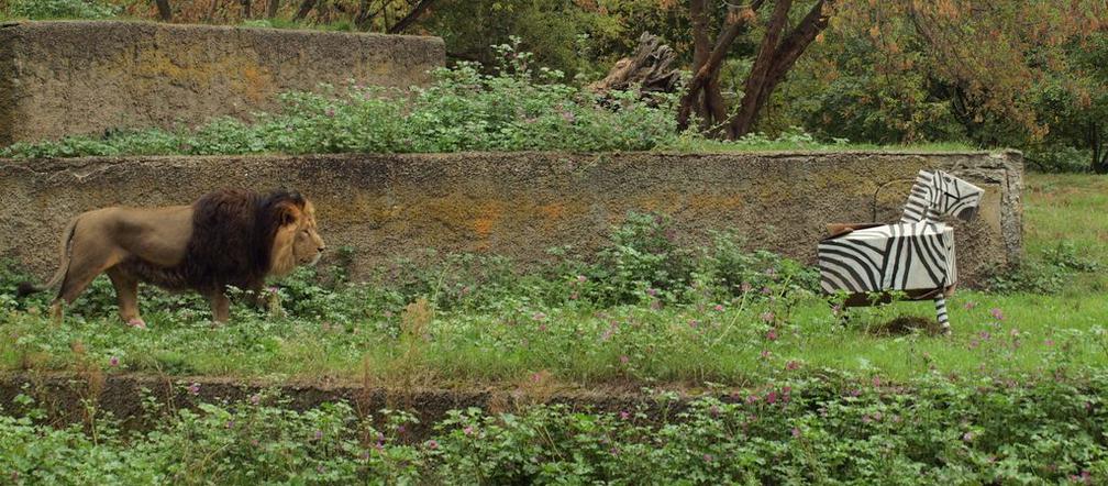 Rozrywka dla lwów z łódzkiego zoo