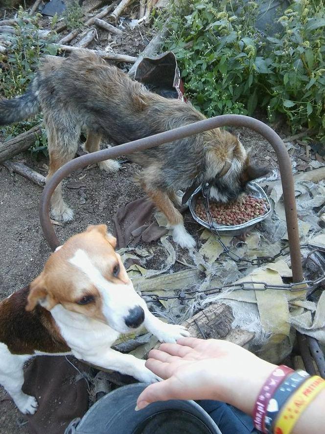 Jak przekazać 1 proc. podatku ? Towarzystwo Opieki nad Zwierzętami prosi o pomoc