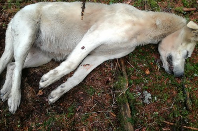 Ciało psa znaleziono w okolicach Sławna