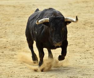 40-latek stratowany przez byka. Zwierzę uciekło