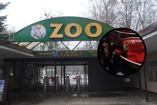 Wampir zwyczajny z poznańskiego zoo miał prawdziwą… krwawą ucztę!