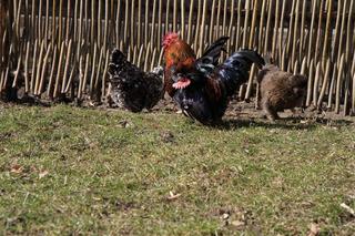 Szukamy wiosny w lubelskim skansenie!
