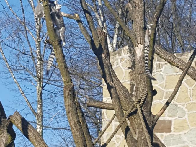 Lemury w łódzkim zoo