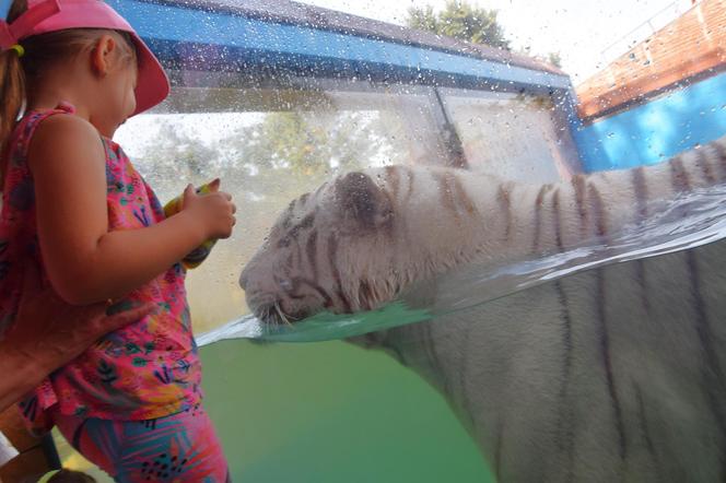 Zoo Borysew może się pochwalić jedynym takim obiektem w Europie. To basen dla białych tygrysów [ZDJĘCIA]. 