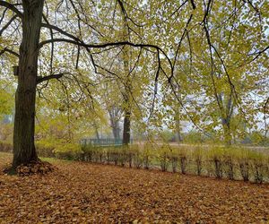 Zamojski Park jesienią