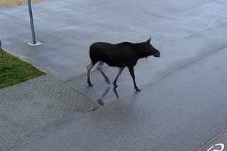 Łoś odwiedził Pabianice. Kamery uchwyciły zachowanie nietypowego gościa 