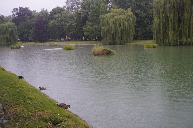 Staw w Parku Miejskim w Kielcach w czasie ulewy