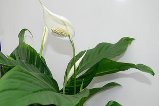 Skrzydłokwiat - Spathiphyllum wallisii