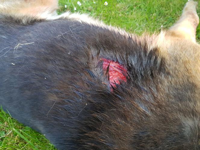 Dzik terroryzuje miasto