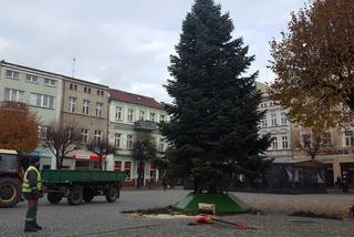 ​Leszno szykuje się na święta. Na rynku przy ratuszu stanęła choinka