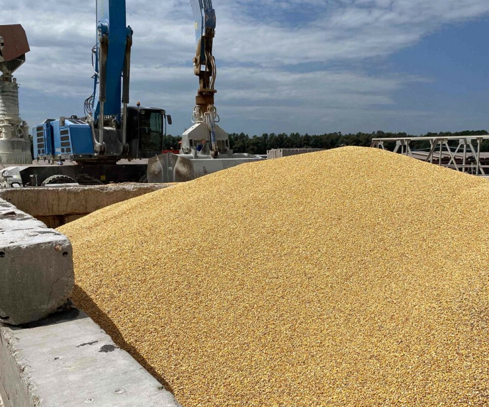 Góra jasnożółtego ziarna zboża na nabrzeżu, obok betonowego muru i elementów konstrukcji portowej, gdzie ciężki sprzęt przeładowuje towar. Temat niskich cen zboża i dylematów rolników można zgłębić na portalu Super Biznes.