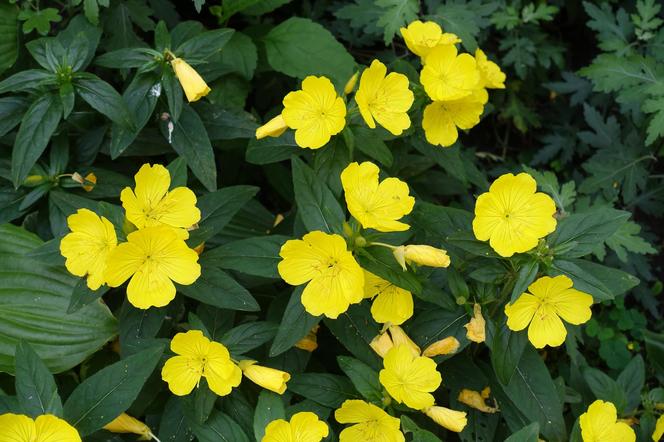 Wiesiołek krzewiasty (Oenothera fruticosa)