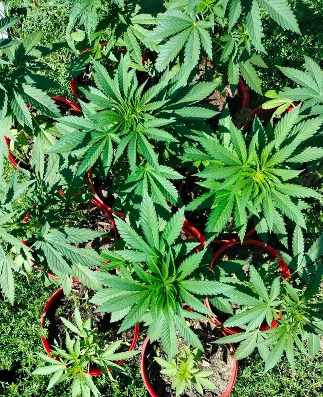 Areszt za uprawę marihuany. 