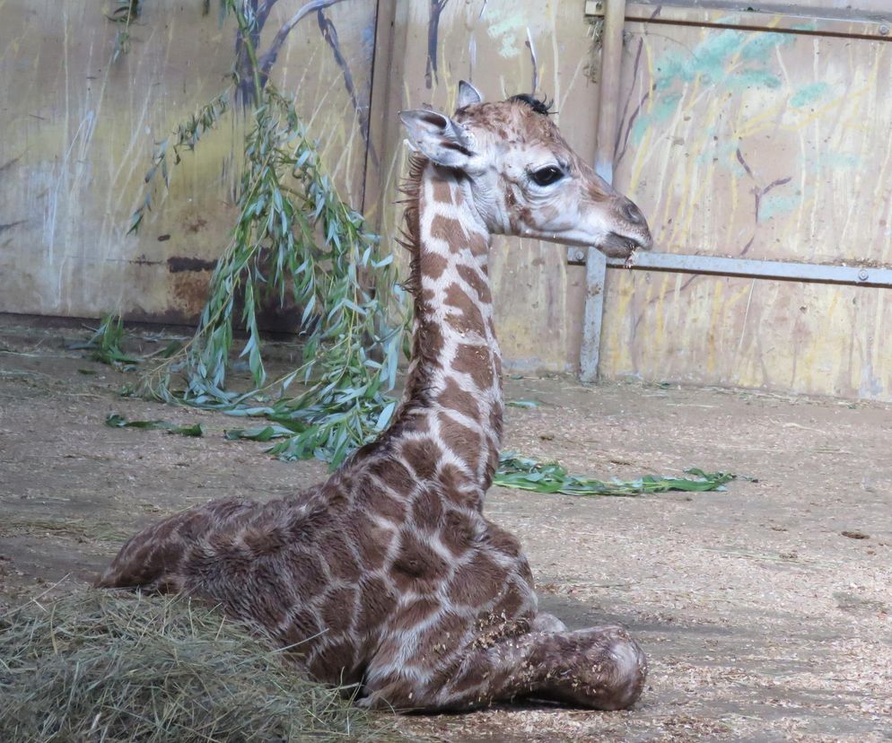 Wielka radość w zamojskim zoo. Na świat przyszła mała żyrafka