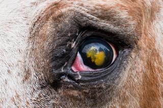 Stadnina koni w Bytomiu