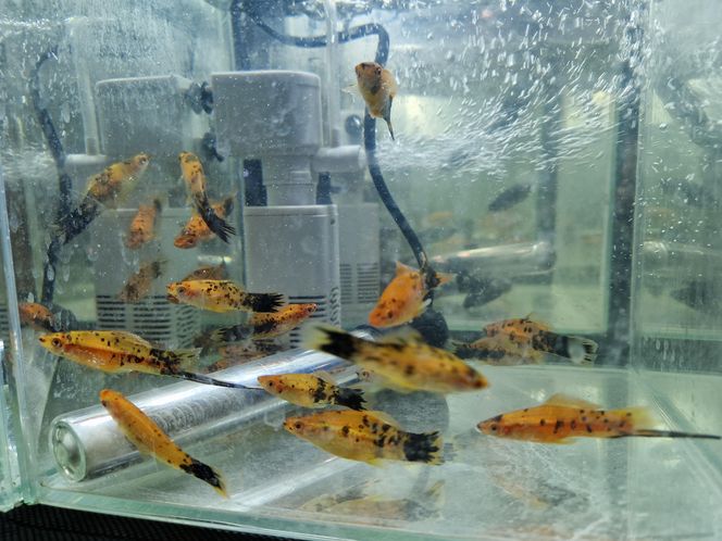 Egzotyczny świat zawitał do Bydgoszczy! ZooEgzotyka 2025 i Targi Akwarystyki przyciągnęły tłumy