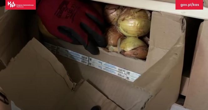 Kontrabanda za 1,5 mln zł ukryta w cebuli. Podlaska KAS udaremniła przemyt papierosów