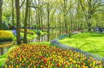 Kwitnące tulipany w ogrodach Keukenhof