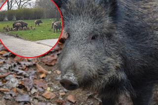 Dzik jest dziki, dzik jest zły? Jak się zachować, kiedy spotkamy go na swojej drodze?