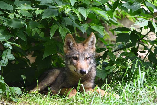 W Myślęcinku zamieszkała mała wilczyca