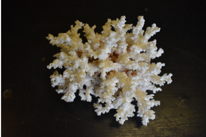 Przemyt koralowca w Korczowej, a w Medyce preparat z pławikonikiem japońskim [FOTO]