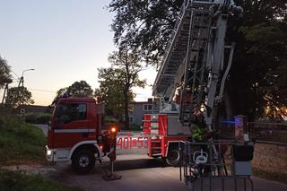 Papug Gustaw na gigancie