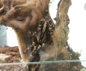 Nielegalna wystawa pająków w Świętochłowicach. Mężczyzna wpadł w policyjną sieć, grozi mu 5 lat więzienia