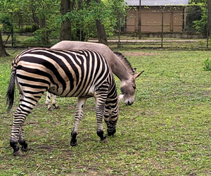 Wyjątkowa przyjaźń w bydgoskim zoo. „Zebra i osioł szybko zrozumiały, że co dwa ogony to nie jeden”