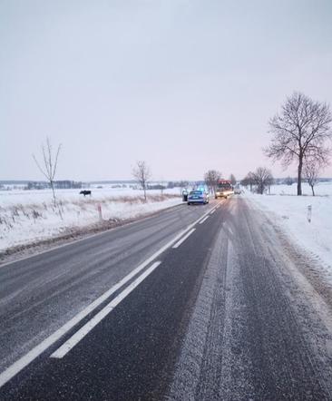 Połęcze. Łoś stał na drodze i lizał sól. Nie można było go przepędzić z jezdni [ZDJĘCIA]