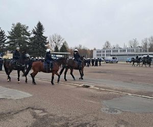 Atestacja koni służących w łódzkiej policji i straży miejskiej